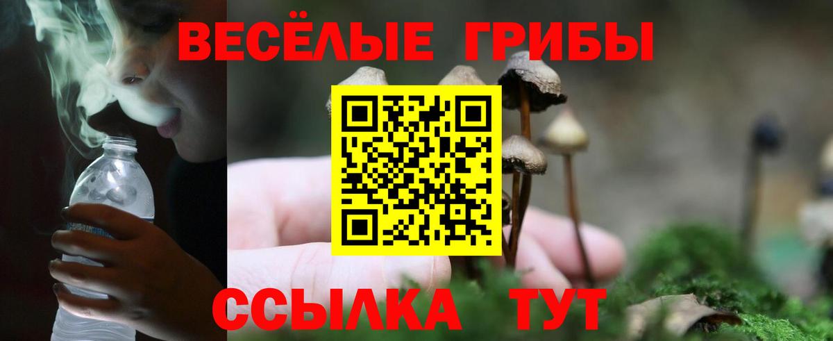 Белореченск  Галлюциногенные грибы Cubensis  Вход с VPN 